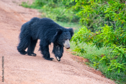Bear at Yala National park in Sri Lanka