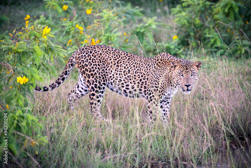 leopard in the jungle photo