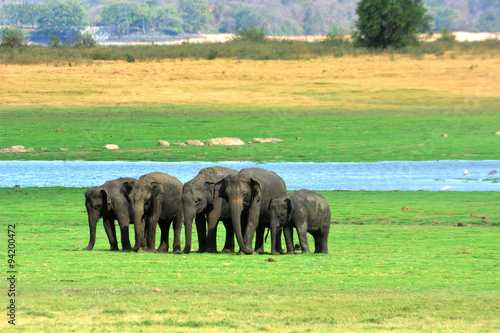 Photography wild elephants in the National Park, Sri Lanka