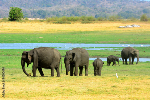 wild elephants in the National Park, Sri Lanka