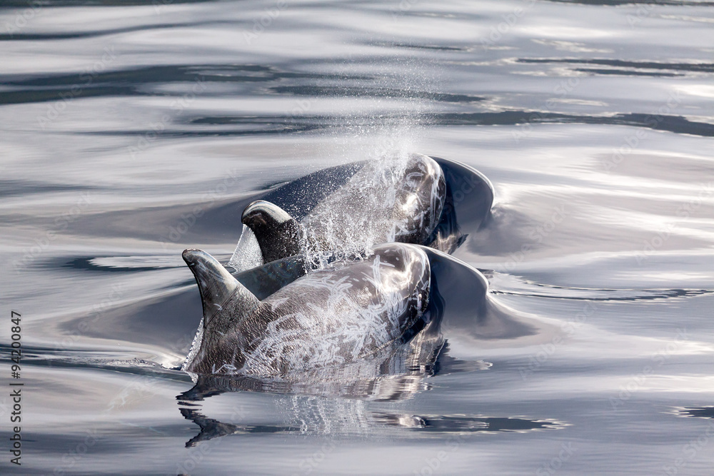 Obraz premium Beautiful Risso dolphins (Grampus griseus) in the ocean near the Azores
