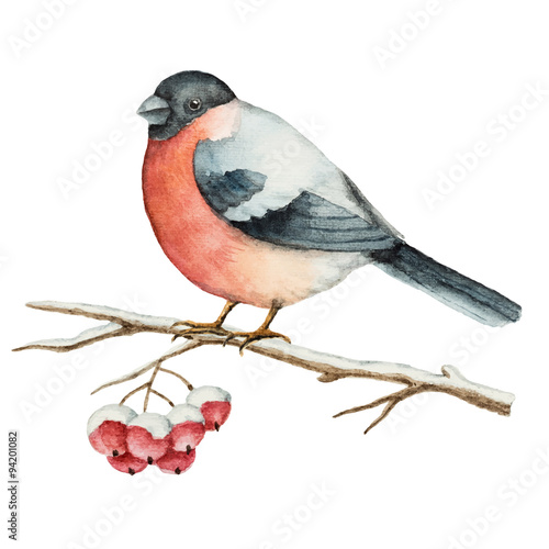 Watercolor bullfinch on a branch of Rowan