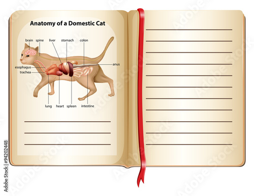 Anatomy of a domestic cat