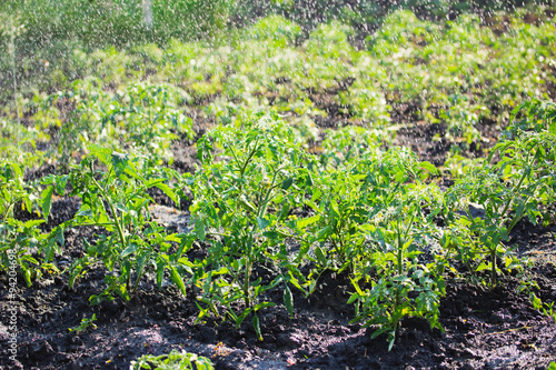 Plants in the garden. Watering plants