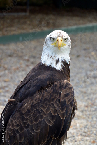Bald Eagle at a Birds of Prey Centre