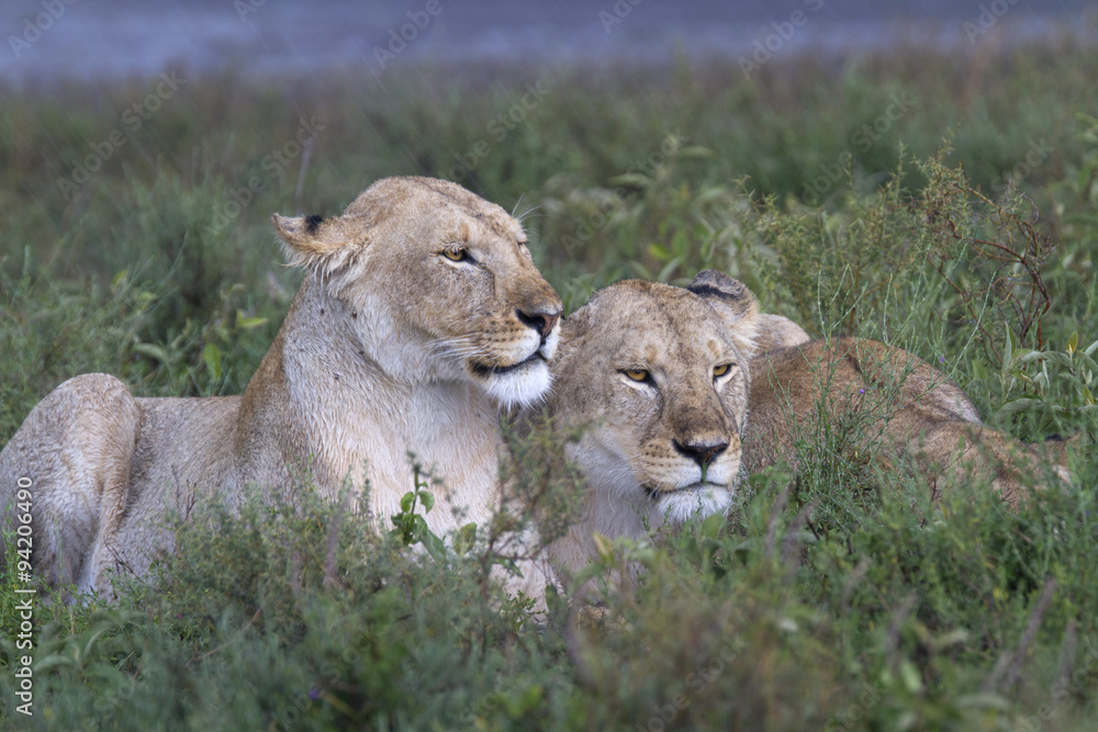 Obraz premium Portrait of wild lion in its natural savanna habitat