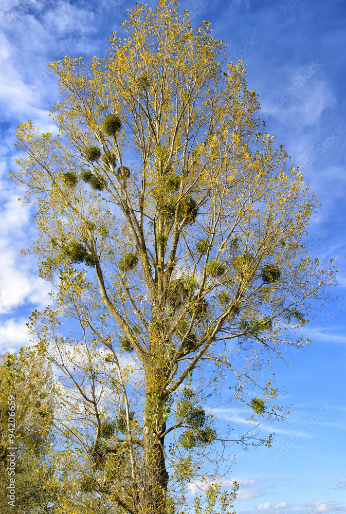Mistletoe (Viscum album) poplar trees in autumn Mistletoe (Viscum album) poplar trees in autumn