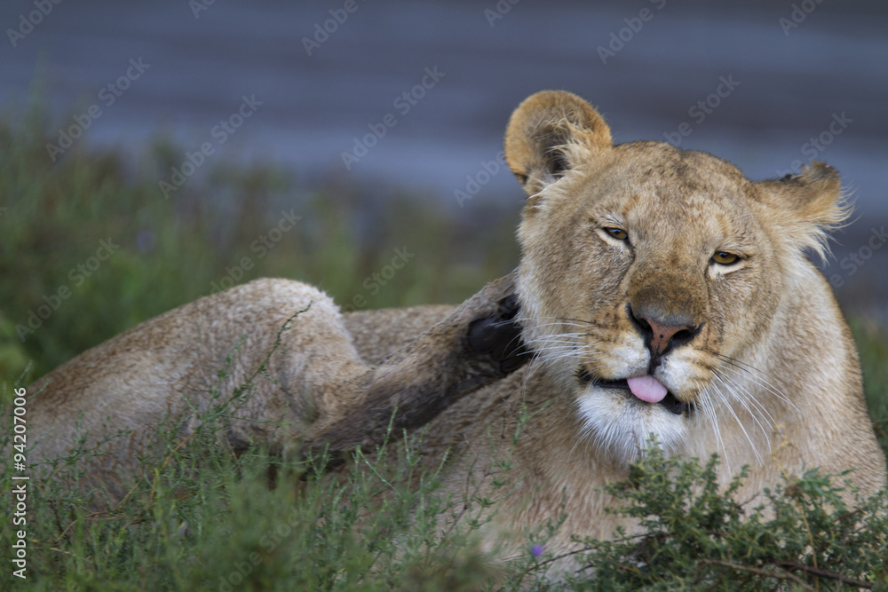 Portrait of wild lion in its natural savanna habitat Portrait of wild lion in its natural savanna habitat