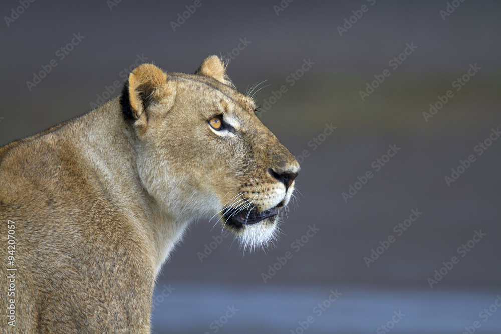Fototapeta premium Portrait of wild lion in its natural savanna habitat