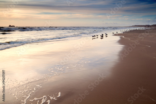 seagulls on sand beach at sunset