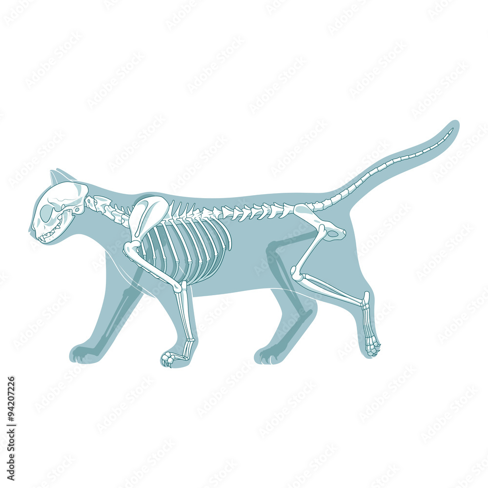Fototapeta premium Cat skeleton veterinary vector illustration