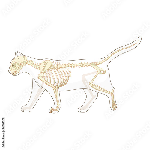 Cat skeleton veterinary vector illustration