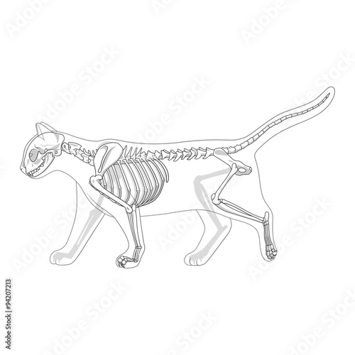 Cat skeleton veterinary vector illustration