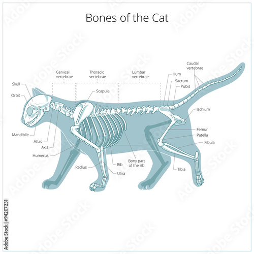 Cat skeleton veterinary vector illustration