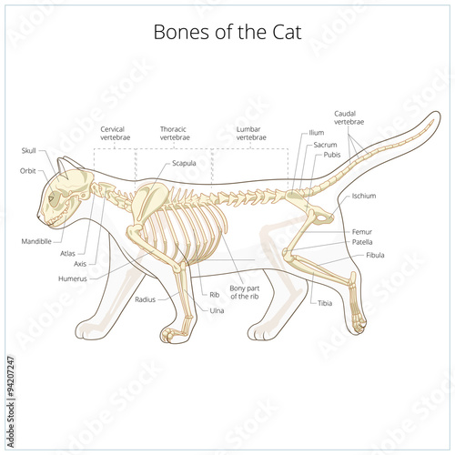 Cat skeleton veterinary vector illustration