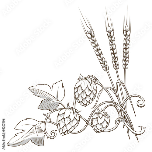 Hops ornament vector illustration