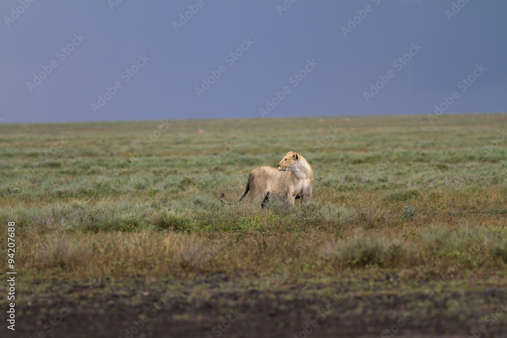 Portrait of wild lion in its natural savanna habitat Portrait of wild lion in its natural savanna habitat