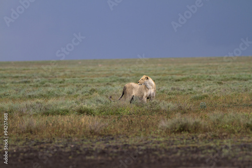 Portrait of wild lion in its natural savanna habitat