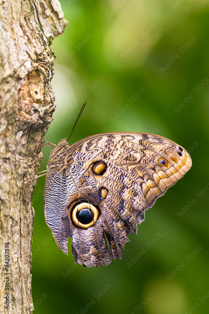 Naklejka premium Owl butterfly in the genus Caligo, on a tree