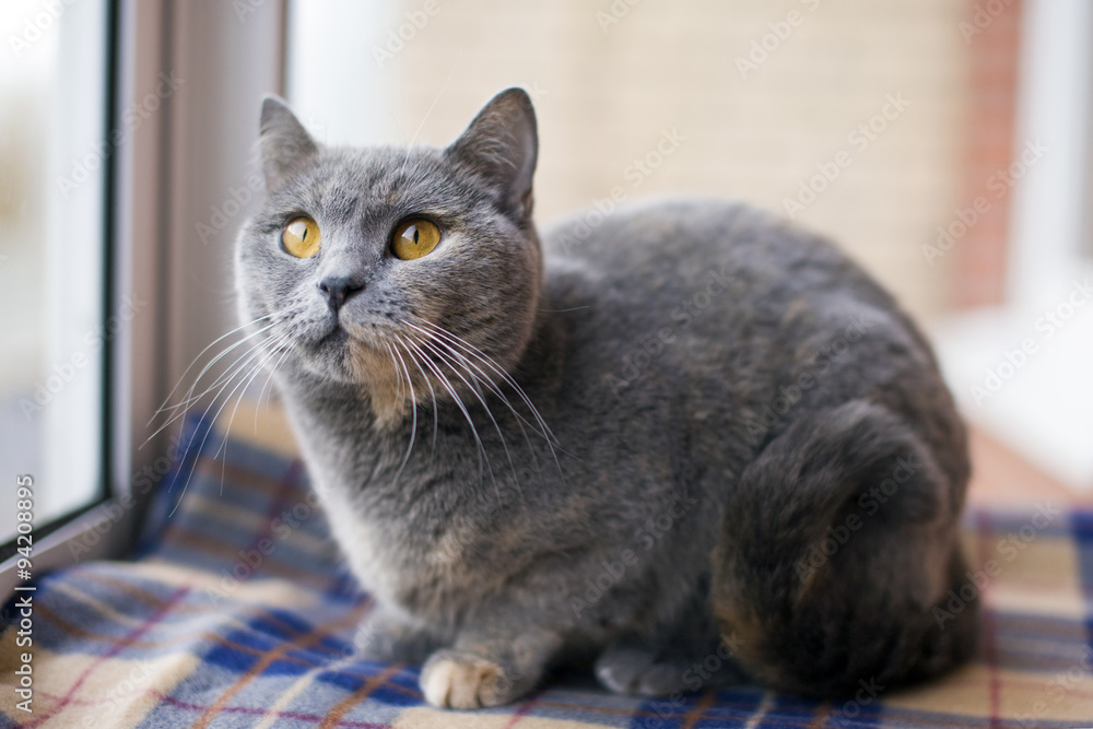 British cat blue, cat color turtle, lovely cat in the house, pet. British cat blue, cat color turtle, lovely cat in the house, pet.