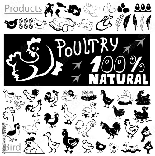 Poultry drawings and icons