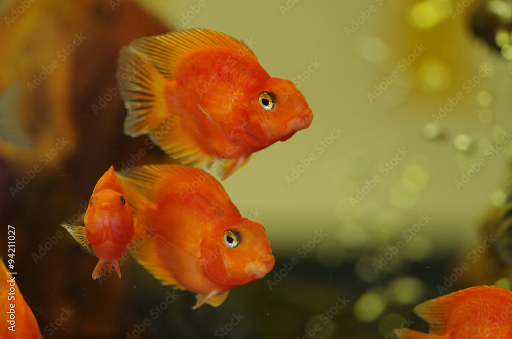 Blood Red Parrot Cichlid aquarium fish Blood Red Parrot Cichlid aquarium fish