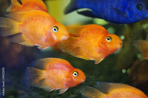 Blood Red Parrot Cichlid aquarium fish