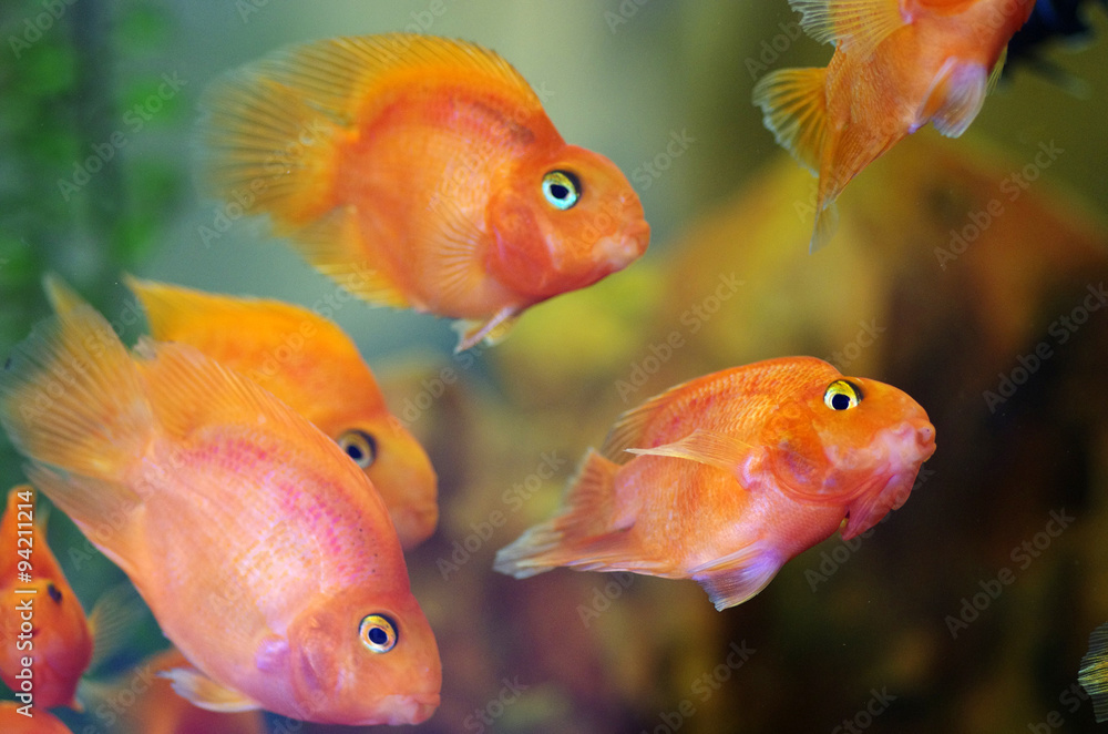 Blood Red Parrot Cichlid aquarium fish Blood Red Parrot Cichlid aquarium fish