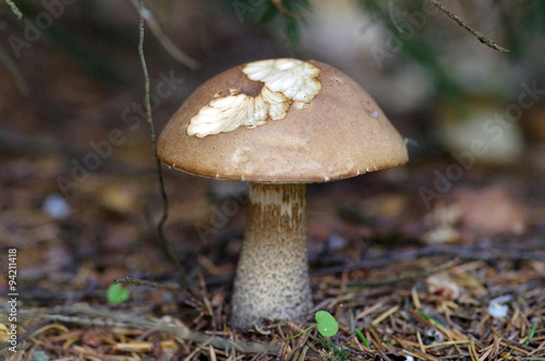 Brown cap boletus in autumn wood