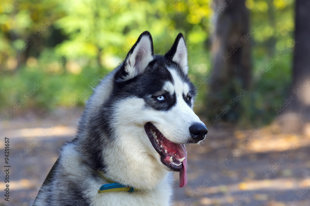 Siberian Husky closeup portrait in autumn park Siberian Husky closeup portrait in autumn park