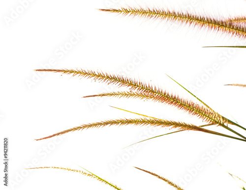 reeds of grass isolated on white background