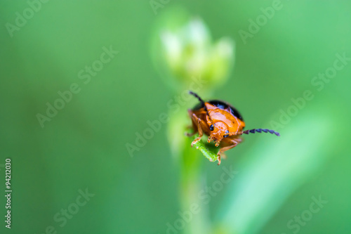 ladybug on a green leaf macro