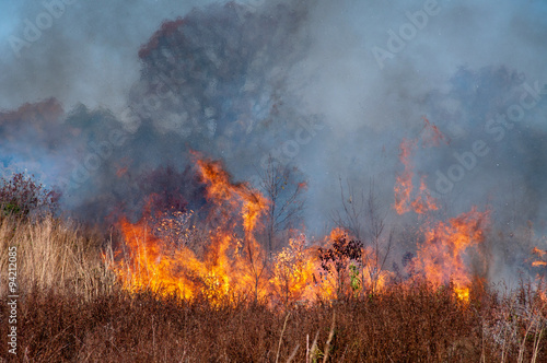 Clermont  Kentucky     October 22  2015  Firefighters manage a controlled burn at Bernheim Arboretum and Research Forest in Clermont  Kentucky  on October 22  2015.