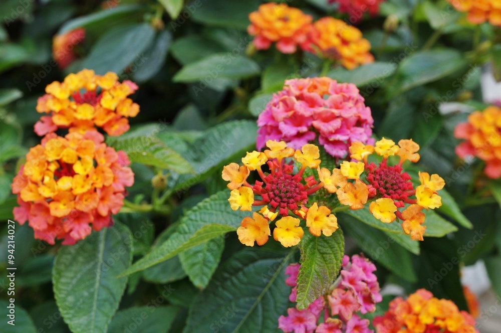 Yellow, orange and pink lantana flowers Yellow, orange and pink lantana flowers