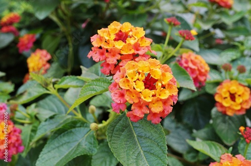 Yellow, orange and pink lantana flowers