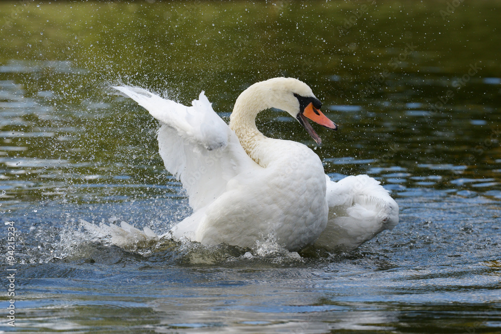 Obraz premium Mute Swan, cygnus olor