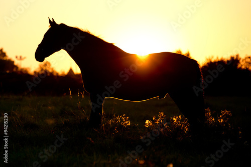 Pferd im Sonnenuntergang © Nadine Haase