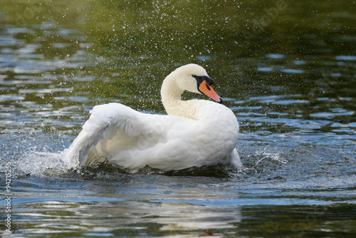 Mute Swan  cygnus olor