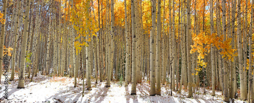 Colorful Aspen trees in snow at Kebler pass Colorado #94216220