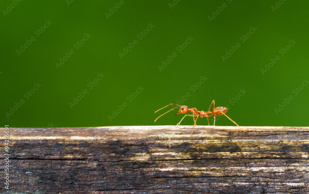 Orange ant on wood in the Thai jungle near Chang Mai. Pres. Oecophylla smaragdina (weaver ant, green ant)
