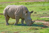 White rhino
