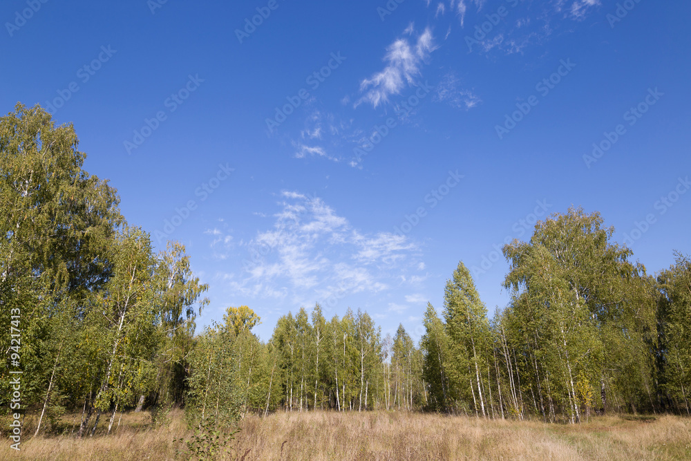 birch grove autumn times