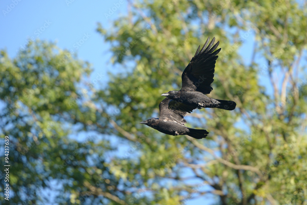 Naklejka premium Carrion Crow, Corvus corone