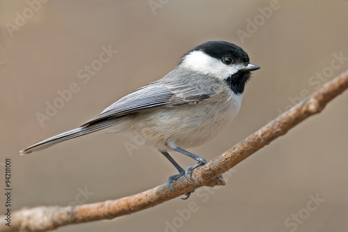 Carolina Chickadee on Branch