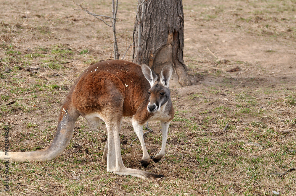 Red kangaroo of Australia in meadow Red kangaroo of Australia in meadow
