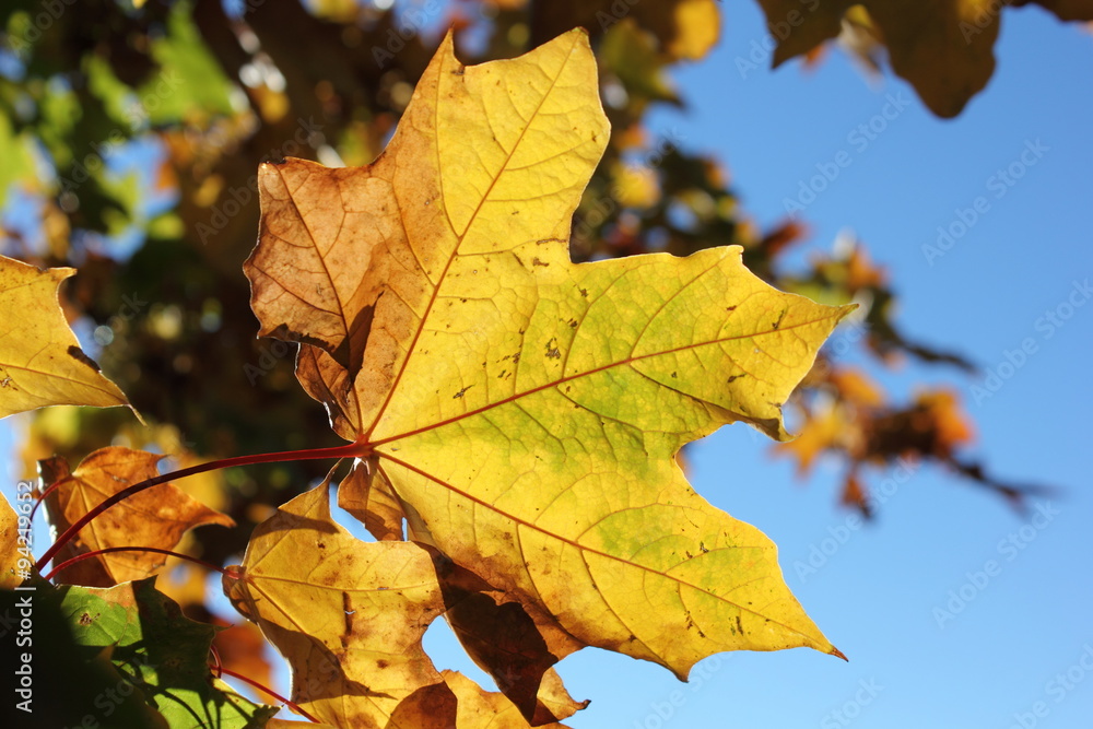 Maple tree leaf in the fall