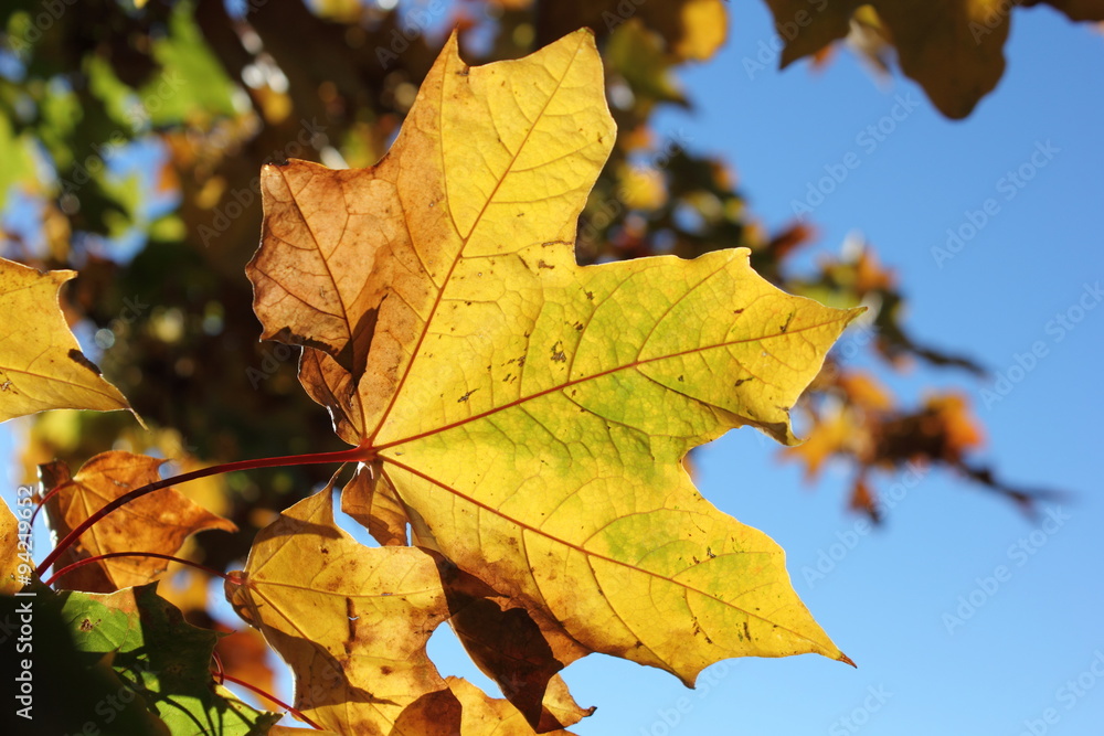 Maple tree leaf in the fall Maple tree leaf in the fall