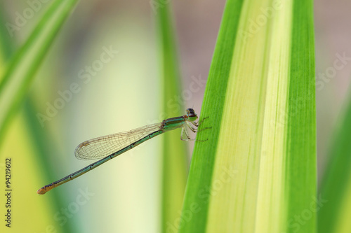 Backgroung of dragon fly