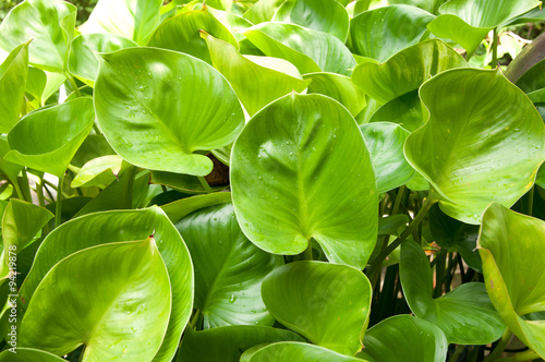 heart leaf philodendron photo