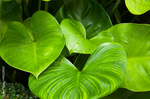heart leaf philodendron